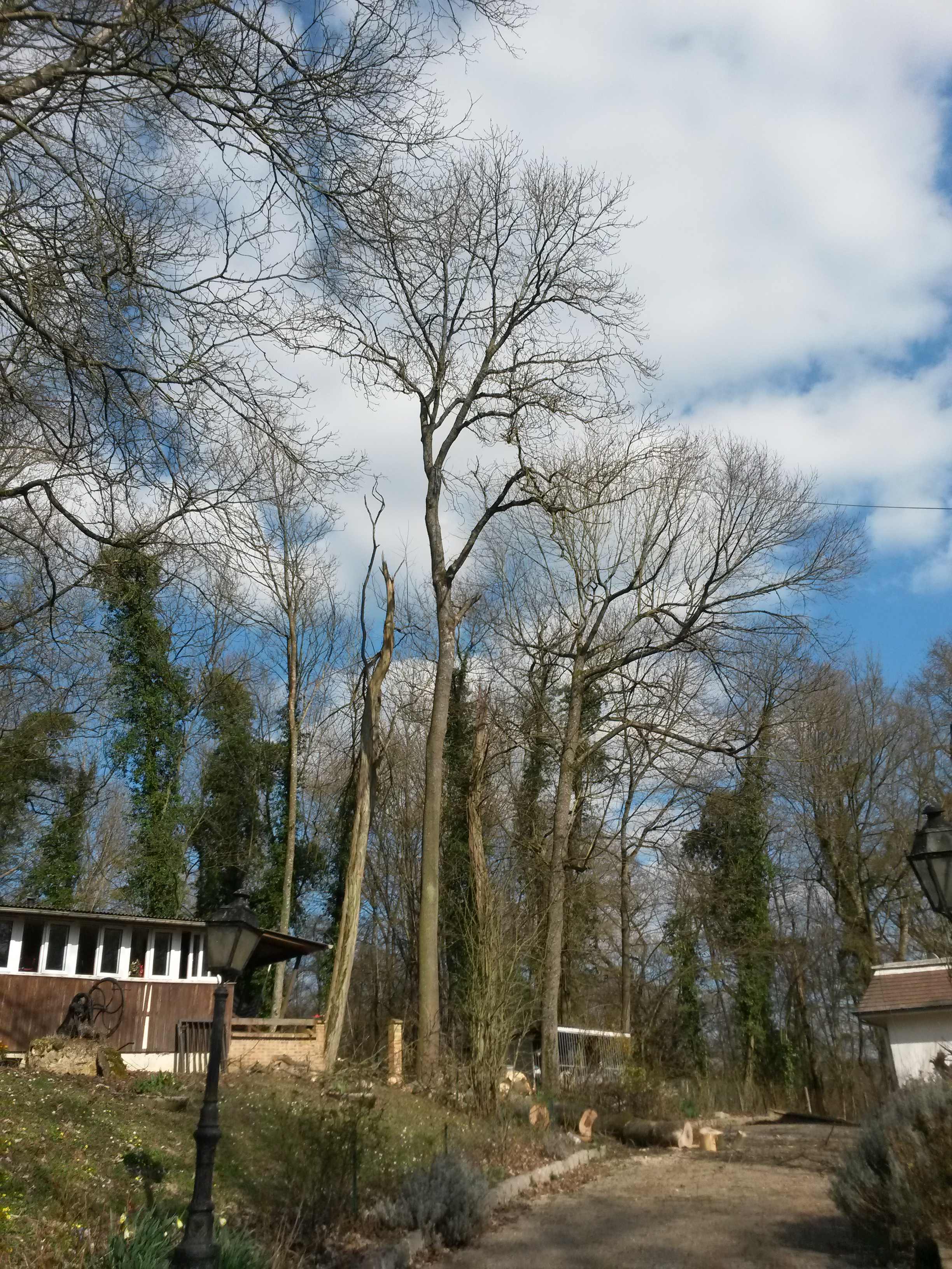 elagage abattage La Ferté sous Jouarre 77260